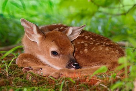 Cute Baby Animal 2018 Wallpaper 72 Pictures