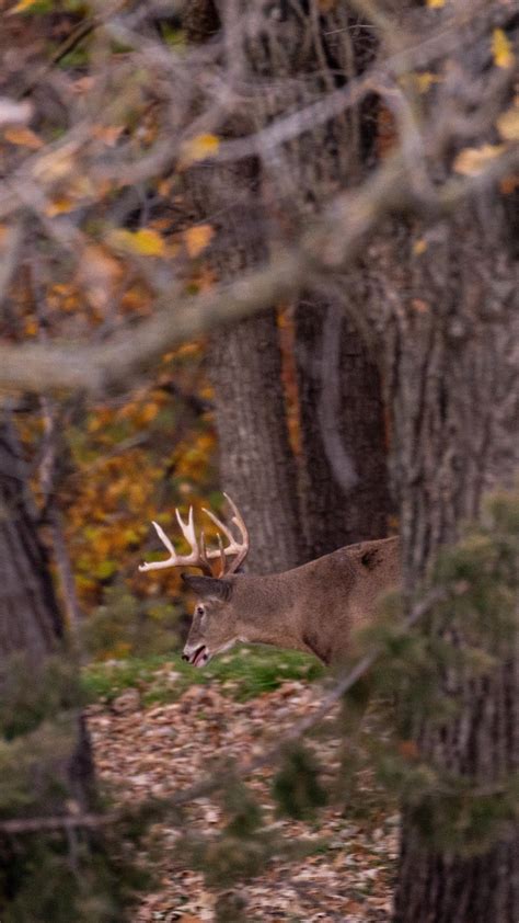 Whitetail Properties on Reels