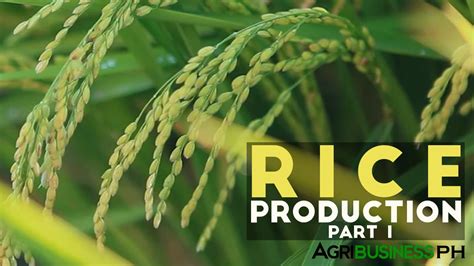 Rice production, rice cultivation, descriptive analysis, malaysia media summary this study is a significant research project since it investigates for the commodities) b 0 , b 1 , b 2 , b 3 , b 4 is unknown parameters (constants to be estimated from the data) table 4.1: Rice Production Part 1 : Rice Production in the ...