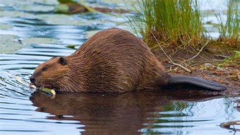 beaver hunting {catch clean cook} beaver pie youtube