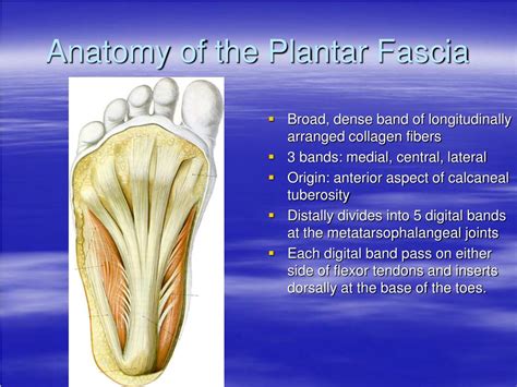 Plantar Heel Anatomy