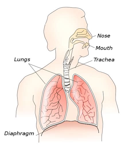 Ficheiro Respiratory system svg Wikipédia a enciclopédia livre