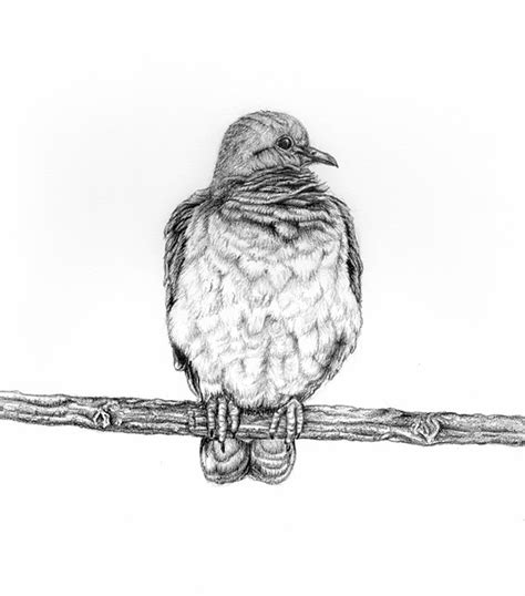Birds Pencil Drawings 2 On Behance