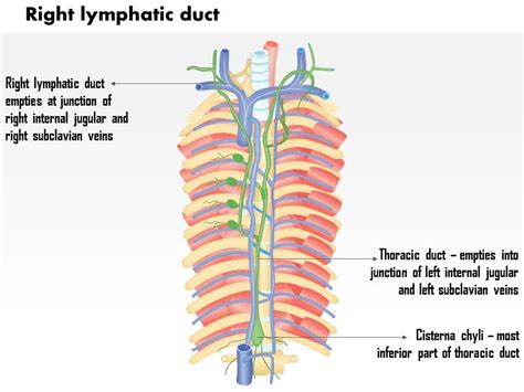 The Right Lymphatic Duct Drains Into Which Structure Best Drain