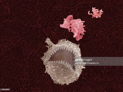 Illustration Of White Blood Cell Eating Virus High Res Stock Photo