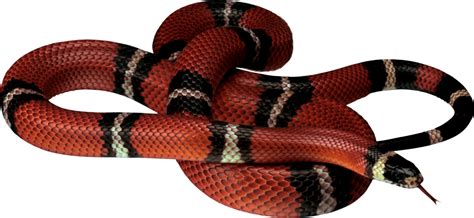 Red Snake Lying On The Ground Png Image Purepng Free Transparent