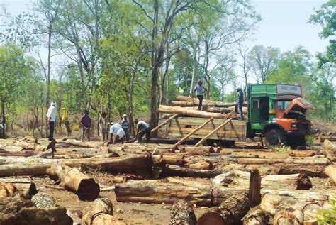 Addressing Forest Degradation In Assam