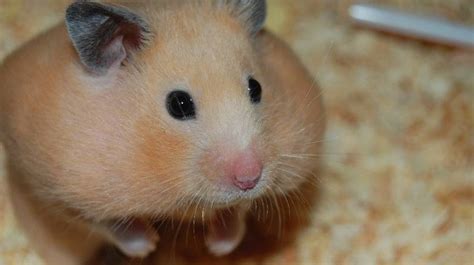10 Tips To Take Care Of A Pregnant Hamster At Home Animal Lova