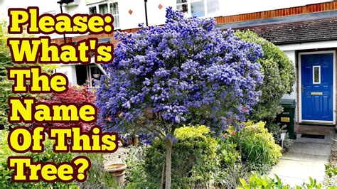 Please Help What Is The Name Of This Blue Flower Tree Youtube