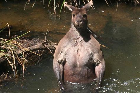 Rule Big Breasts Breasts Female Hair Kangaroo Marsupial Nipples My Xxx Hot Girl