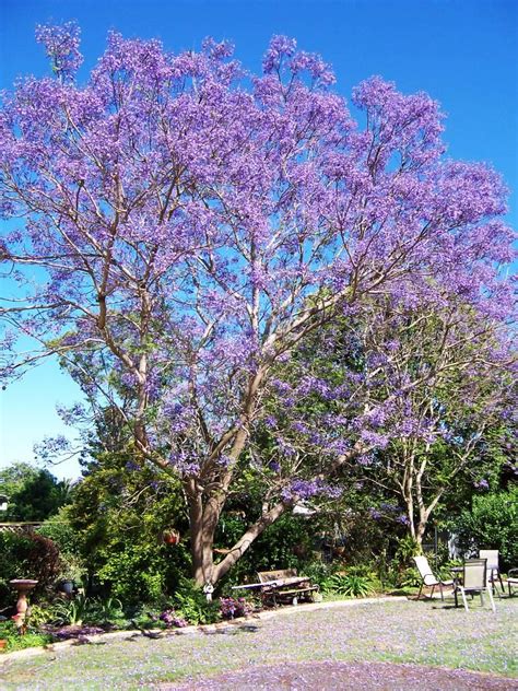 Fagus sylvatica 'purple fountain' weeping purple european beech tree a deciduous, columnar, dark leaved tree with deep purple, wavy margined leaves and cascading branches. Jacaranda Trees delicate leaves purple flowers | Spain Info