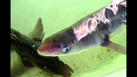 Spiny Dogfish Youtube