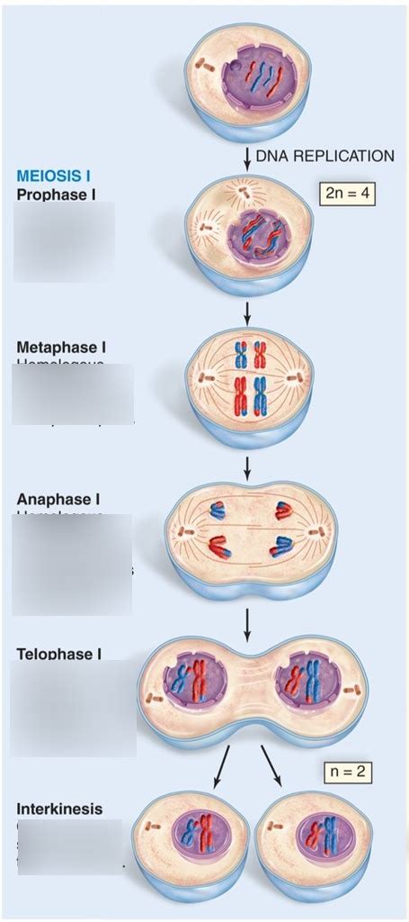 Meiosis And Sexual Reproduction Diagram Quizlet