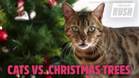 Cute Cats Vs Christmas Trees Youtube