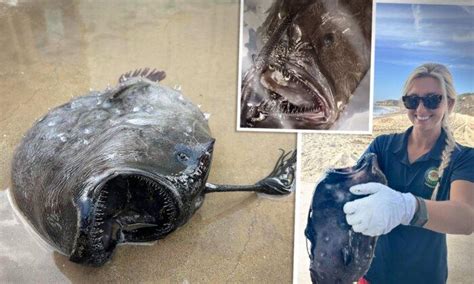 Horrifying Deep Sea Fish Found On Socal Beach Again In Time For