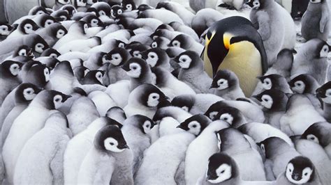 Penguin Wallpaper 60 Pictures