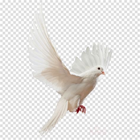 Download White Dove Clipart Fire Png Transparent Background Dove Png