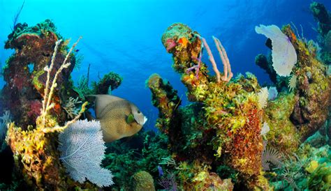 What Is The Andros Barrier Reef The Andros Barrier Reef