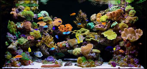 A Splendid Reef Aquarium Scene Saltwater Aquarium Aquarium Fish Tank