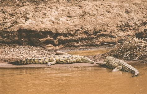 Nile Crocodiles Mara River Kenya The Nile Crocodile Cro Flickr