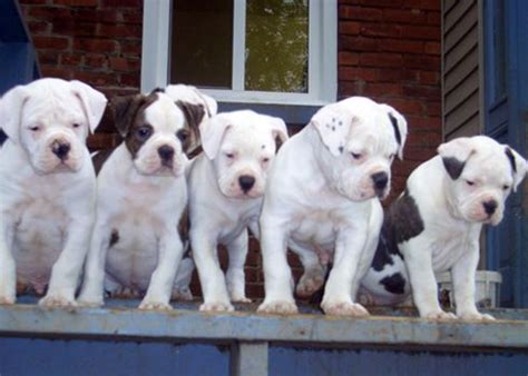 See more of jo jo's boxer puppies portland, or on facebook. Boxer Puppies Eugene Oregon