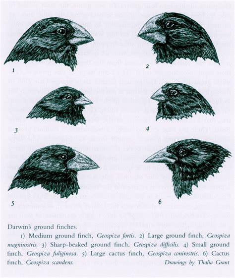 The Galápagos Finches Prime Example Of Evolution Creation Science