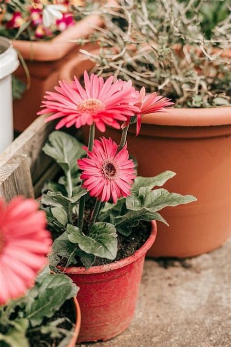 Gerbera Daisy Care How To Grow Gerbera Daisy Indoors And Outdoors