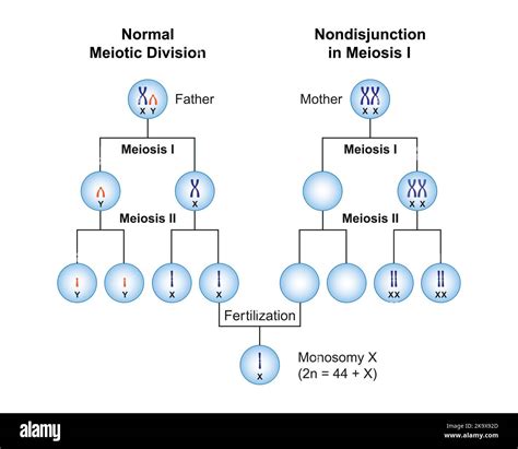 Scientific Designing Of Nondisjunction In Monosomy X Turner Syndrome