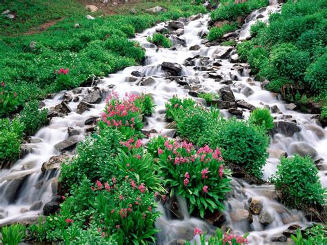 Wallpaper Mountain River Stones Greens Flowers Vegetation