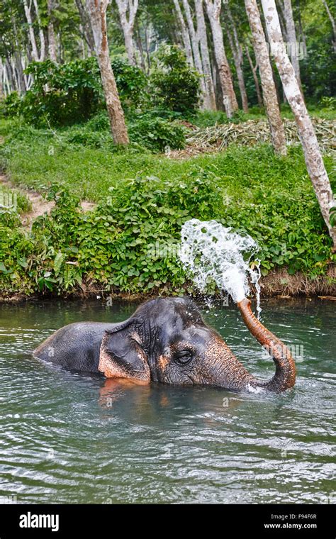Elephant Bathing In A River At Elephant Camp Near Ao Nang Town Krabi Province Thailand Stock