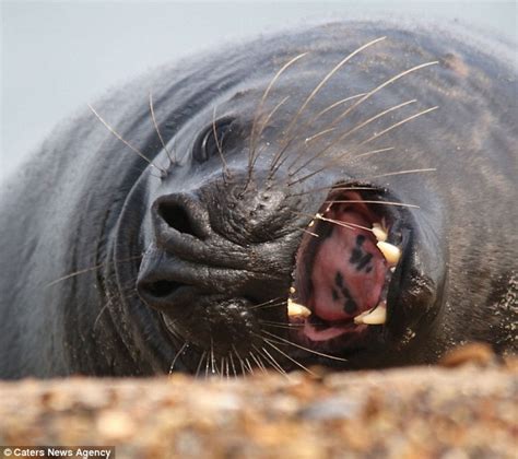 Cute Video Shows Fluffy Seal Guffawing With Laughter On Norfolk Beach