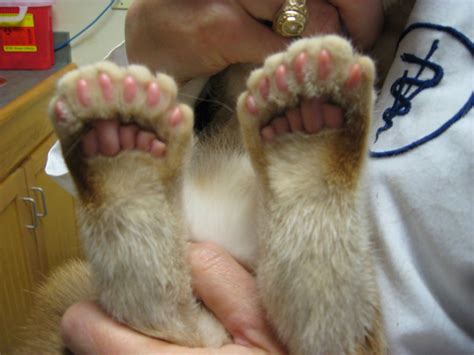 Hemingway Cat Polydactyl Means Many Toed Id Say This Kitty Fits The