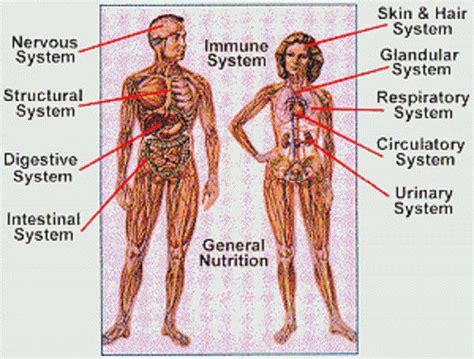 Some of them are trace metal contents of human tissues and total body burdens are useful for studies of nutrition and. humans body structure images | Human body structure, Human ...