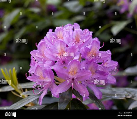 Botany Ericaceae Rhododendron Hi Res Stock Photography And Images Alamy