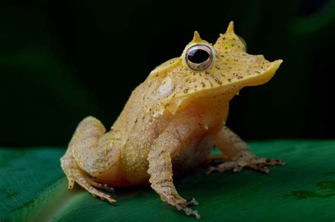 New Frogs In Aquarium Of Pacific Dazzling And Disappearing Exhibit