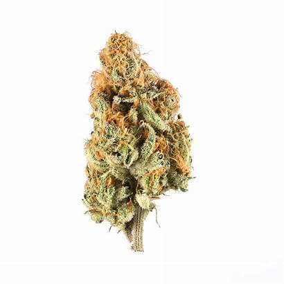 Orange Creamsicle Leafly Strain Marijuana Cannabis Strains