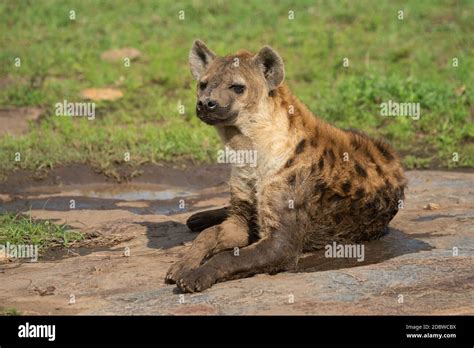 Spotted Hyena Lies On Rock In Sunshine Stock Photo Alamy