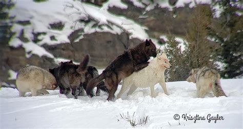 Photo Essay Wolf Breeding Season Rewilding