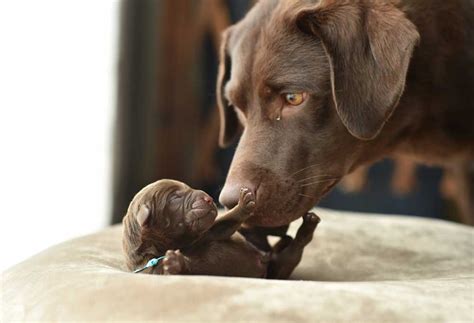 How Long Do Labradors Stay In Heat