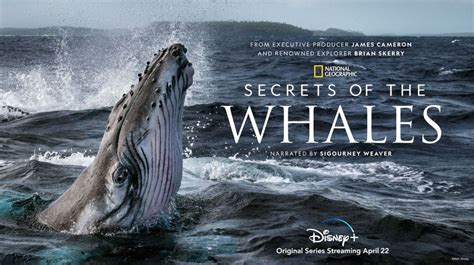 Exclusive Secrets Of The Whales Creator Brian Skerry On Filming His