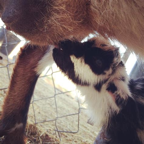 Raising Homesteading Dairy Goats Frugally Sustainable