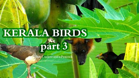 Kerala Birds Part 3 Youtube