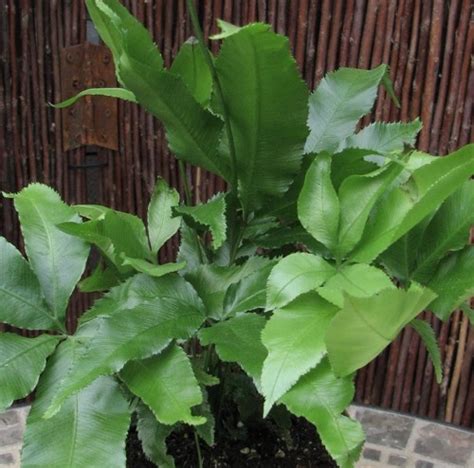 Maybe you would like to learn more about one of these? Indoor Ferns | Portland Nursery