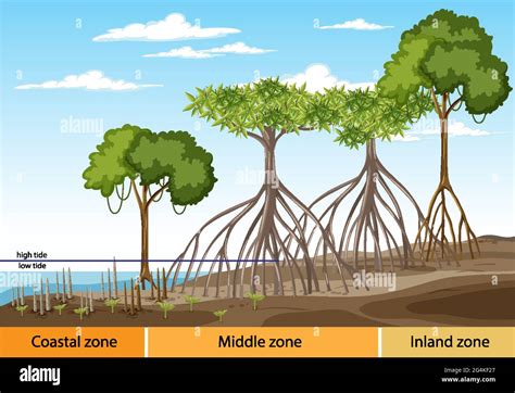 Structure Of Mangrove Forest With Three Zones Diagram Illustration