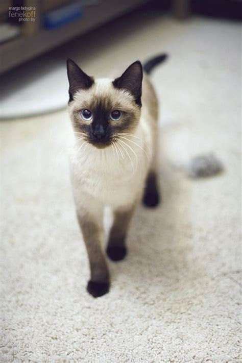 Why Do Siamese Cats Have Crossed Eyes Love Cats Talk