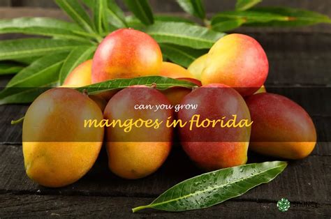 the sunshine state secret growing luscious mangoes in florida shuncy