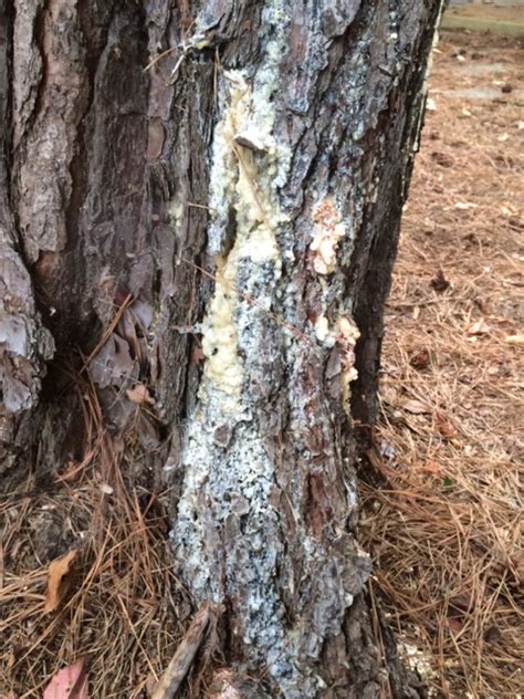 Pine Pitch Canker Disease Walter Reeves The Georgia