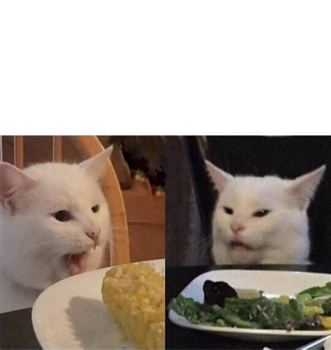 Cat Yelling At Cat Meme Template Memetemplatesofficial Sexiz Pix