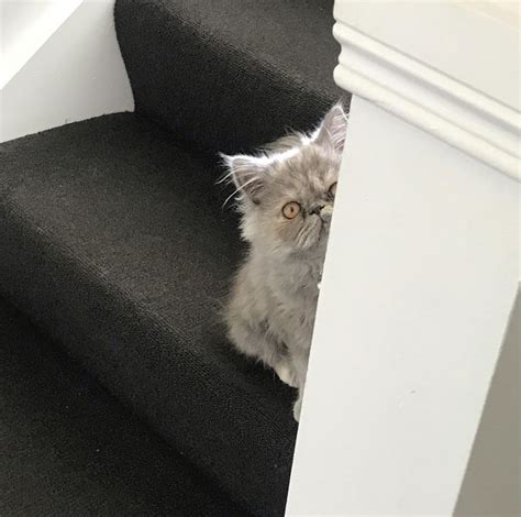 That basement could have lots of nooks, crannies, and. Dr. Angus's Tips for Settling Your Cat into Your New Home ...
