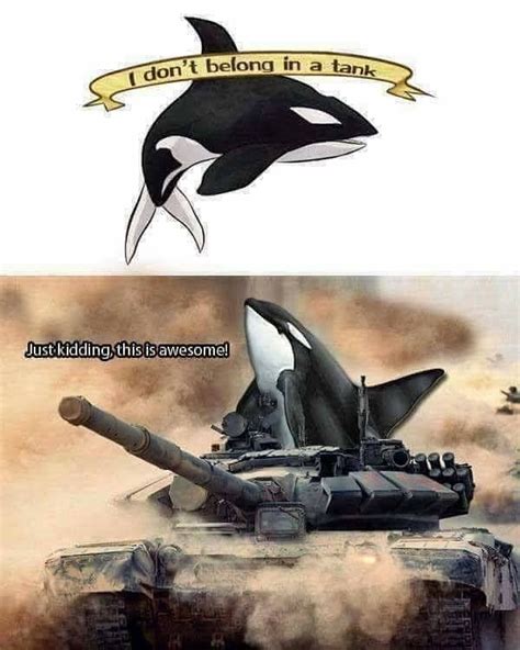 Memebase Killer Whales All Your Memes In Our Base Funny Memes Cheezburger